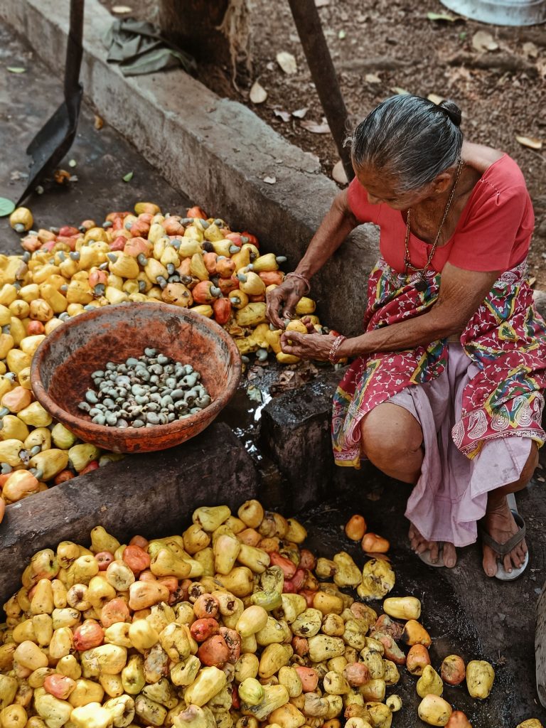 An elderly woman sorts and prepares cashew fruits in an Indian village, showcasing traditional agriculture.