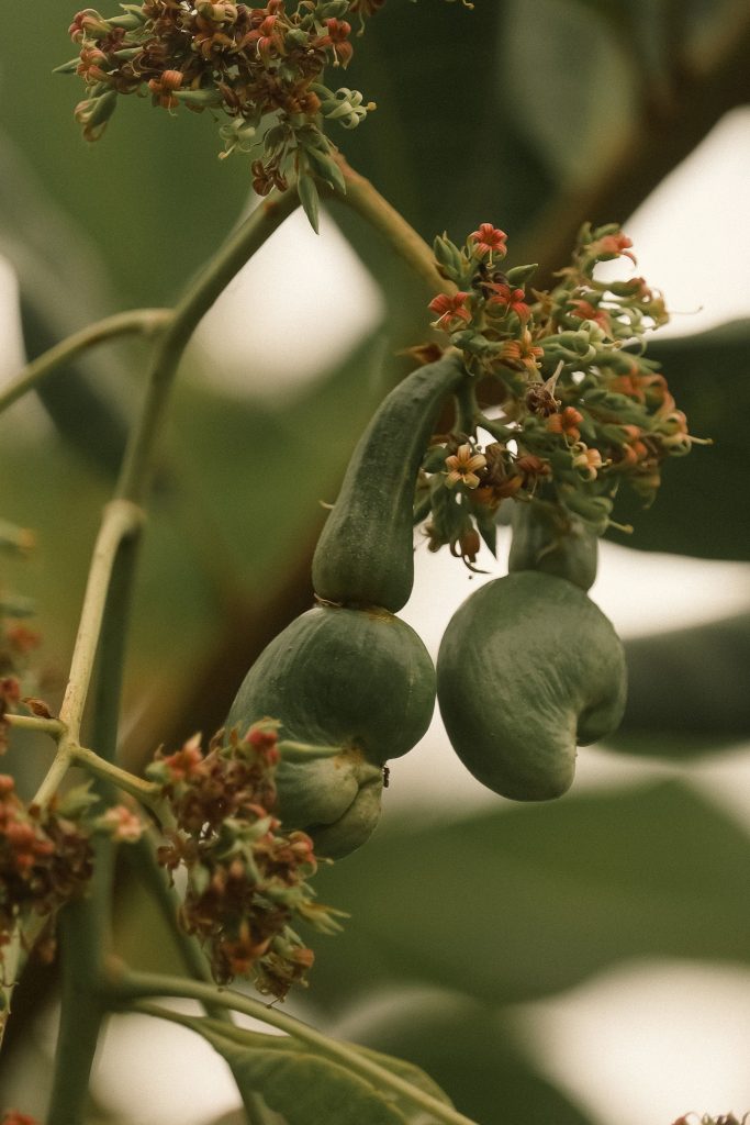 Detailed image of young cashew fruits growing on a tree branch with green leaves in the background.